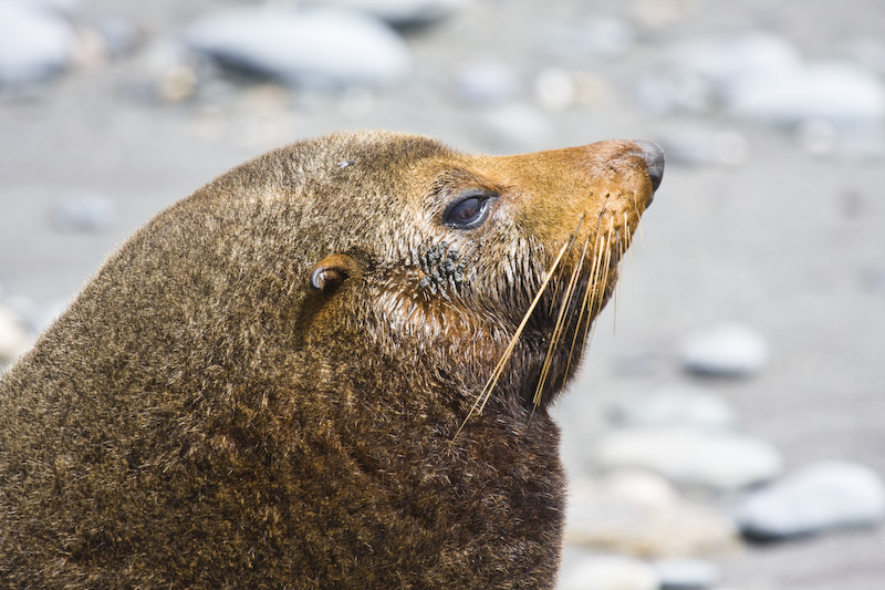 New Zealand Fur Sealion